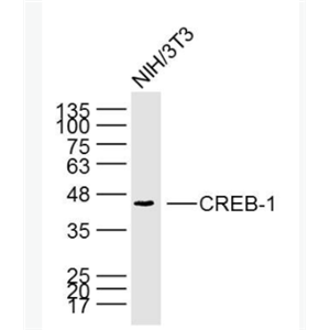 CREB-1 环腺苷酸应答元件结合蛋白单克隆抗体,CREB-1