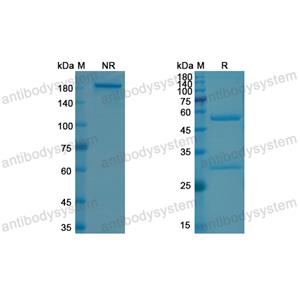 Research Grade Garivulimab  (DHJ70115)