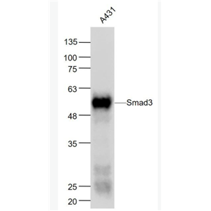 Smad3 细胞信号转导分子SMAD3单克隆抗体