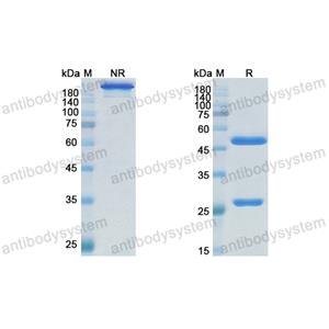 Research Grade Zeluvalimab  (DHH02227)