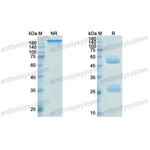 Research Grade Depemokimab  (DHC13603)