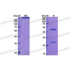 Research Grade Imsidolimab  (DHJ72802)