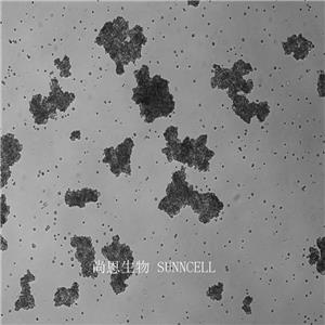 人小细胞肺癌细胞,SHP-77