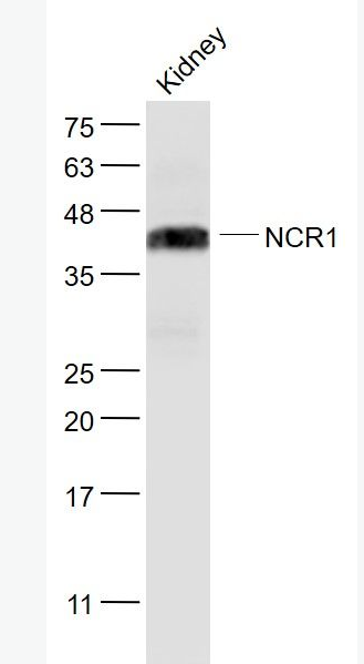 NCR1 细胞毒性受体NK-p46抗体,NCR1