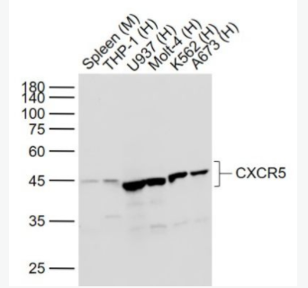 CXCR5 细胞表面趋化因子受体5（CD185）重组兔单克隆抗体,CXCR5