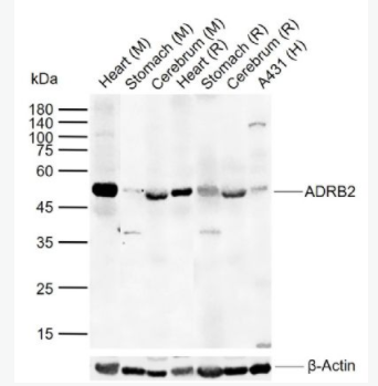 ADRB2 肾上腺素能受体β2/β2-AR抗体,ADRB2