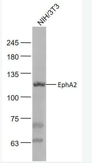 EphA2 内皮细胞受体蛋白酪氨酸激酶抗体,EphA2