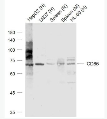 CD86 CD86抗體,CD86