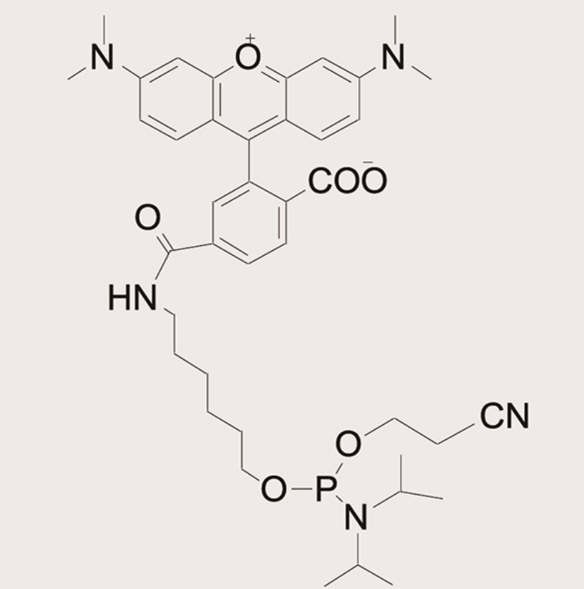 6-TAMRA-Phosphoramidite,6-TAMRA-Phosphoramidite