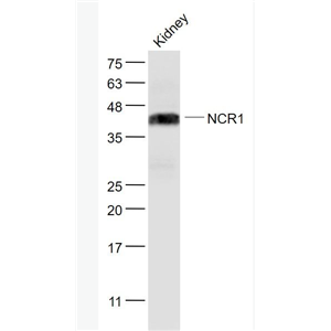 NCR1 细胞毒性受体NK-p46抗体,NCR1