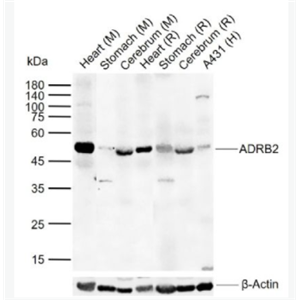ADRB2 肾上腺素能受体β2/β2-AR抗体