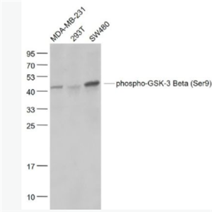 phospho-GSK-3 Beta (Ser9)磷酸化糖原合酶激酶-3β重组兔单克隆抗体