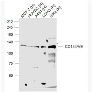 CD144/VE Cadherin 血管内皮钙粘蛋白抗体