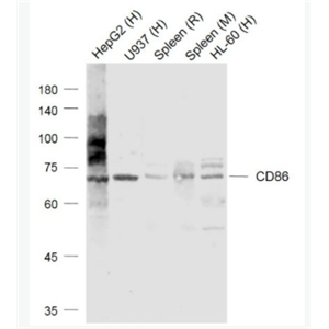 CD86 CD86抗体