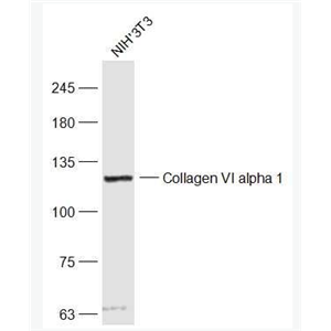 Collagen VI alpha 1 抗Ⅵ型胶原抗体