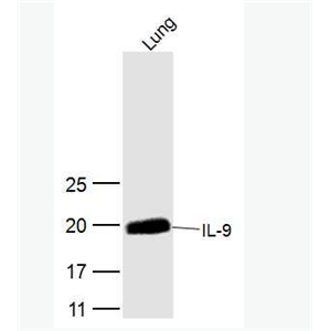 IL-9 白介素9抗体,IL-9