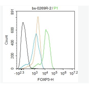 FoxP3 叉头蛋白P3抗体