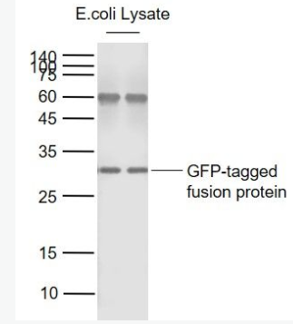 GFP 绿色荧光蛋白抗体,GFP