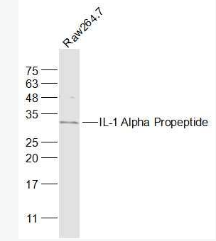 IL-1 Alpha Propeptide 白介素1α/IL-1α抗体,IL-1 Alpha Propeptide