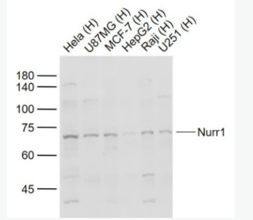 Nurr1 核受体相关因子-1抗体,Nurr1