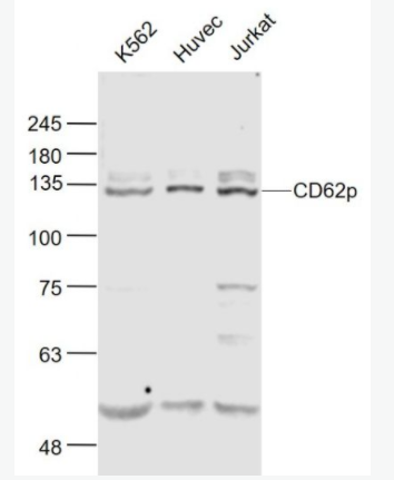 CD62p P选择素/白细胞内皮细胞粘附分子3抗体,CD62p