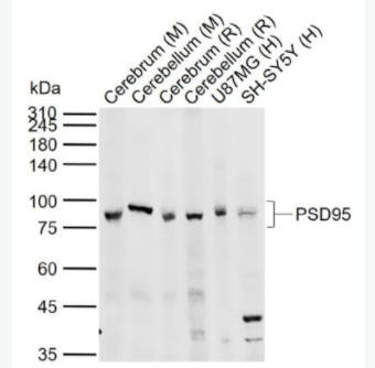 PSD95 突觸后密度蛋白95抗體,PSD95