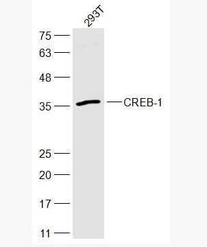 CREB-1 环腺苷酸应答元件结合蛋白抗体,CREB-1