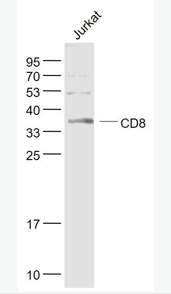 CD8 CD8抗体,CD8