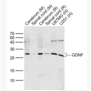 GDNF 胶质细胞源性神经营养因子抗体