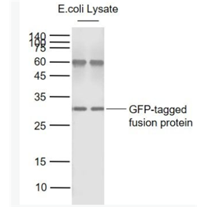 GFP 绿色荧光蛋白抗体