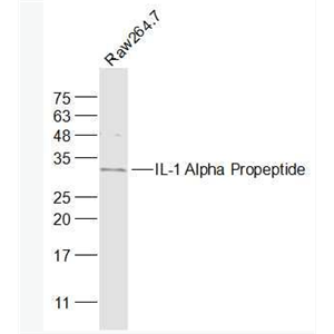 IL-1 Alpha Propeptide 白介素1α/IL-1α抗体