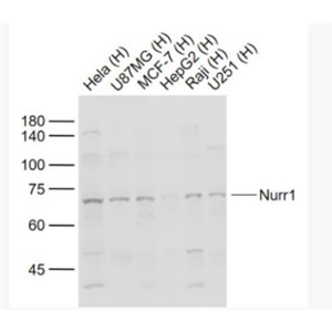 Nurr1 核受体相关因子-1抗体