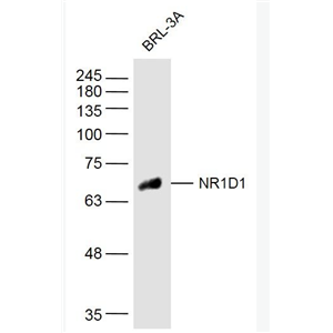 NR1D1 细胞核受体Rev-Erbα抗体,NR1D1