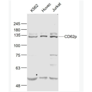 CD62p P选择素/白细胞内皮细胞粘附分子3抗体