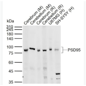 PSD95 突触后密度蛋白95抗体