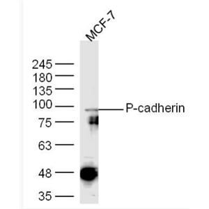 P-cadherin P-钙粘附分子抗体