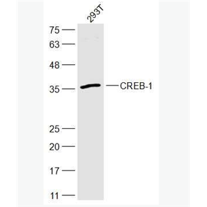 CREB-1 环腺苷酸应答元件结合蛋白抗体