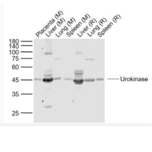 Urokinase 尿激酶型纤溶酶原激活因子抗体,Urokinase
