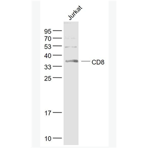 CD8 CD8抗体,CD8
