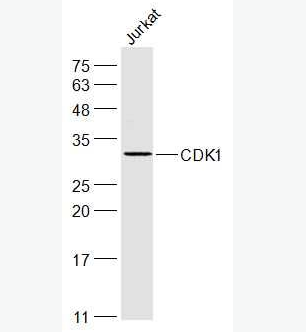 CDK1 周期素依赖激酶1抗体,CDK1