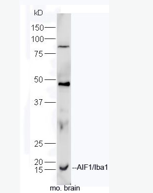 AIF1/Iba1 离子钙接头蛋白抗体,AIF1/Iba1