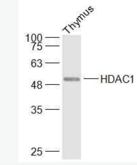 HDAC1 组蛋白去乙酰化酶1抗体,HDAC1