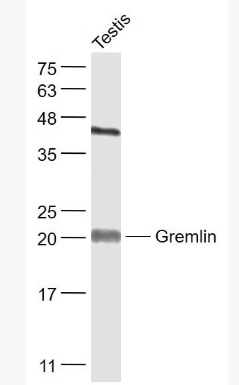 Gremlin 骨形态形成蛋白拮抗蛋白抗体,Gremlin