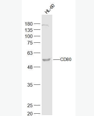 CD80 刺激分子B7-1蛋白抗体,CD80