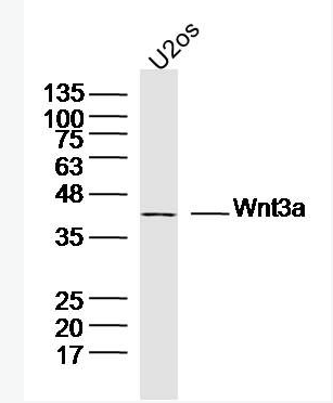 Wnt3a 信號(hào)通路Wnt3a抗體,Wnt3a