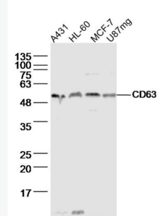 CD63 黑色素瘤相關(guān)抗原抗體,CD63