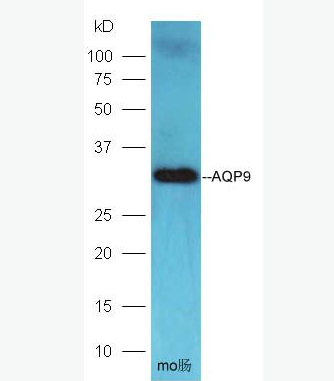 AQP9 水通道蛋白-9抗体,AQP9