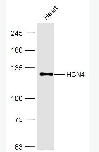 HCN4 环化核苷酸调控阳离子通道蛋白亚型4,HCN4