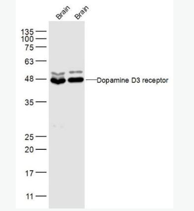 Dopamine D3 receptor 多巴胺受体D3抗体,Dopamine D3 receptor