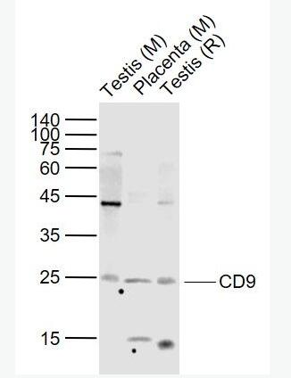 CD9 CD9蛋白抗体,CD9